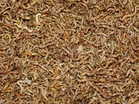 Bloodworm FD